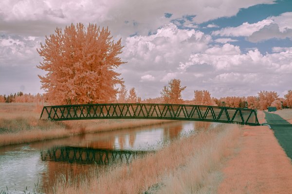 Fake tan, Tom Sadler Bridge, Strathmore, AB, 2024-07-30