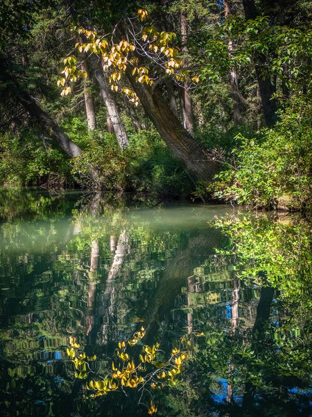 Pausing to reflect, Bowness Park, Calgary, AB, 2024-09-01