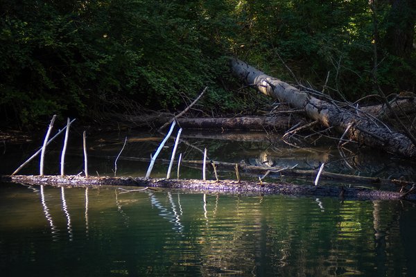 Boned again, Bowness Park, Calgary, AB, 2024-09-01