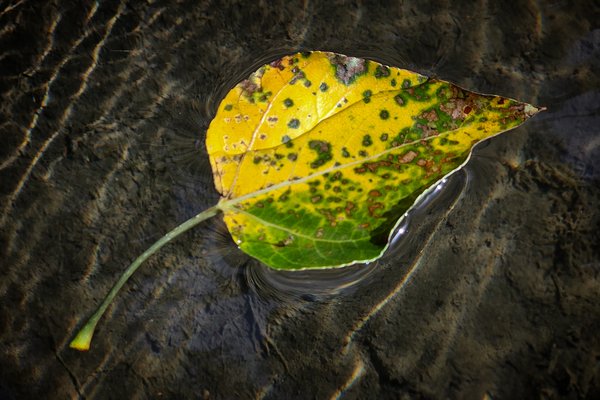 Dearly departed, Bowness Park, Calgary, AB, 2024-09-01