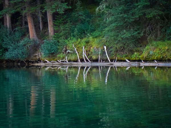 I Found a Skeleton, Two Jack Lake, Banff National Park, Alberta, 2024-09-02