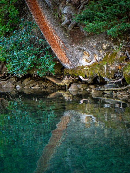 Alien Life Form, Two Jack Lake, Banff National Park, Alberta, 2024-09-02