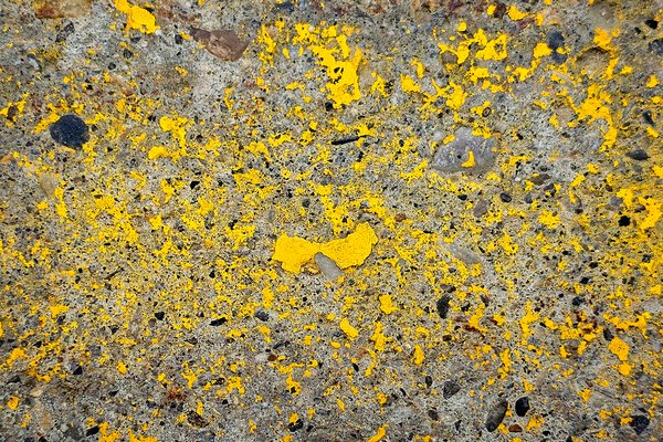 Flaking out, Curbside at No Frills, Strathmore, AB, 2024-09-04