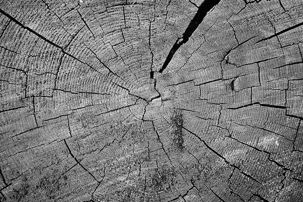 Got wood, My Front Yard, Strathmore, AB, 2024-09-09