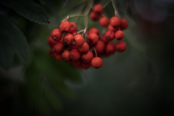 Won't you admire my twig and berries, My Back Yard, Strathmore, AB, 2024-09-10