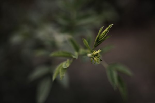 Peeking, My Back Yard, Strathmore, AB, 2024-09-10