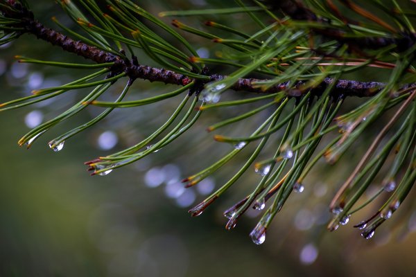 Dripping Wet, My Front Yard, Strathmore, AB, 2024-09-13 copy