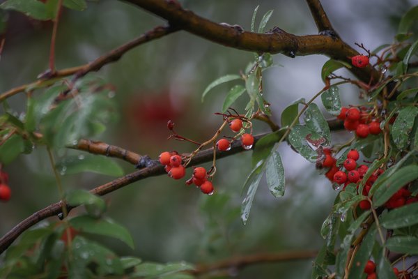 Got my berries wet again, My Front Yard, Strathmore, AB, 2024-09-13 copy