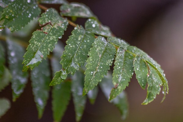 Rain on Mountain Ash Leaves, My Front Yard, Strathmore, AB, 2024-09-13 copy