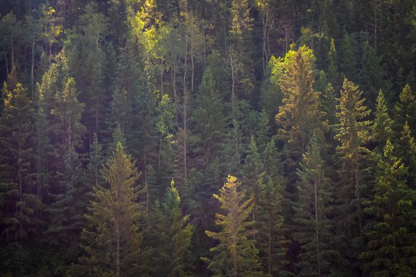 Coniferous, McKinnon Flats to Johnson's Island, Bow River Float, 2024-09-15