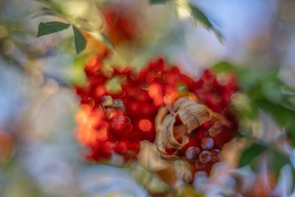 So very berry, My Backyard, Strathmore, AB, 2024-09-16