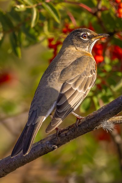 Lady Robin in the Mountain Ash, My Back Yard, Strathmore, AB, 2024-09-19