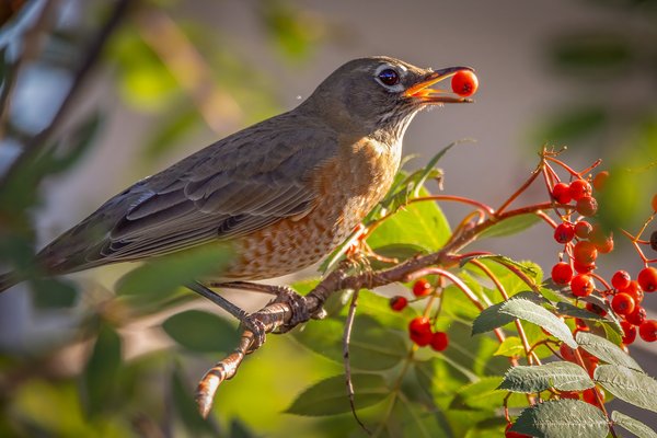 Poor table manners, My Back Yard, Strathmore, AB, 2024-09-19