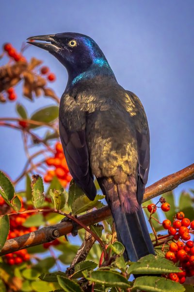 Eating crow, My Back Yard, Strathmore, AB, 2024-09-19