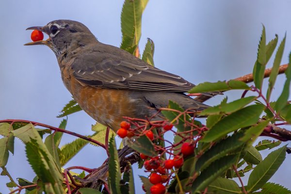 Don't talk with your mouth full, My Back Yard, Strathmore, AB, 2024-09-19