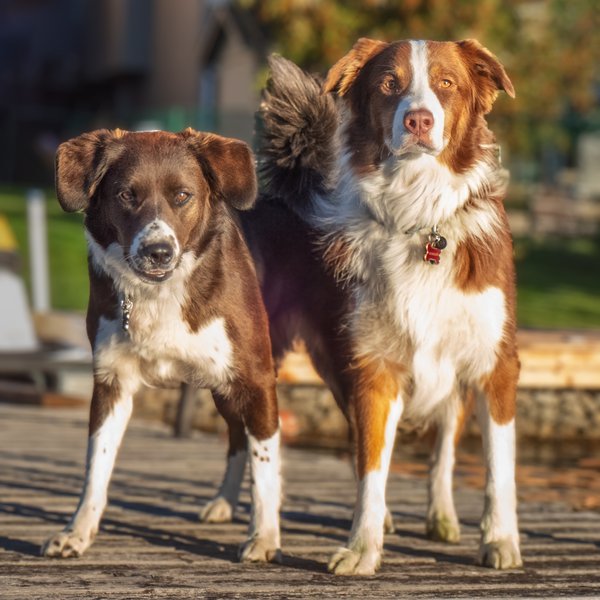Welcoming committee, Chestermere Lake, Chestermere, AB, 2024-09-23