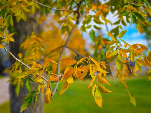 Confusion reigns, A slice of fall, Thornbriar Green, Strathmore, AB, 2024-09-28