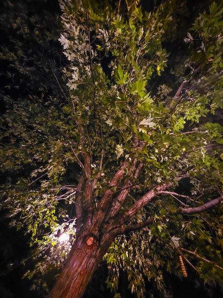 Branching out, Sugar Jen's Backyard, Strathmore, AB, 2024-09-27
