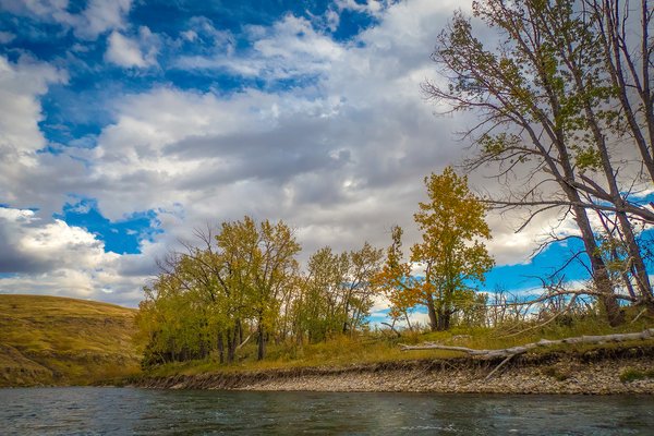 Leftover fall colours, Bow River Float, Alberta, 2024-09-29
