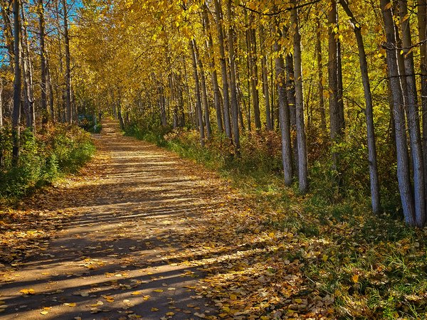 Mellow yellow, Edworthy Park, Calgary, AB, 2024-09-30