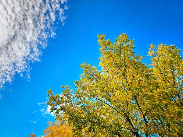 A slice of fall, Thornbriar Green, Strathmore, AB, 2024-09-28
