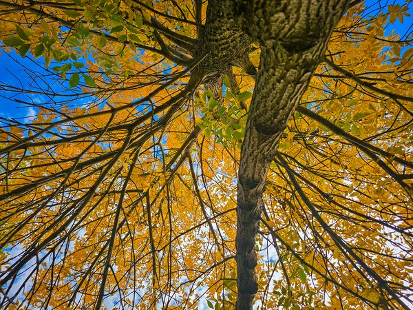 Things are looking up, A slice of fall, Thornbriar Green, Strathmore, AB, 2024-09-28