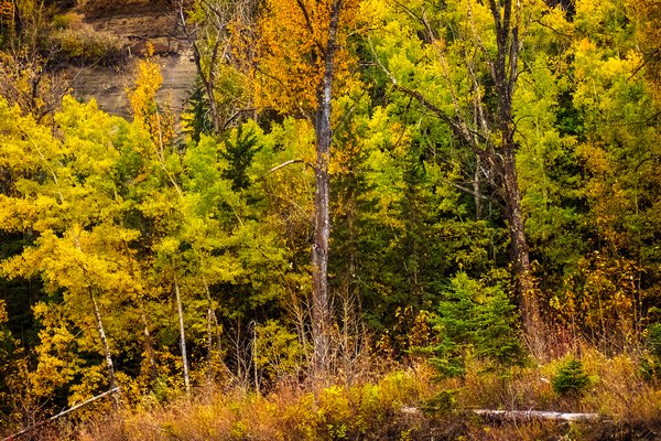 Burst of colour, Policeman's Flats to McKinnon Flats, Bow River Float, 2024-10-06