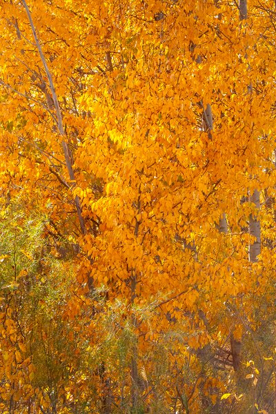 The wind missed some, Gray Park, Strathmore, AB, 2024-10-09
