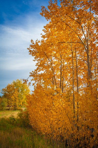 Looking east, Gray Park, Strathmore, AB, 2024-10-09