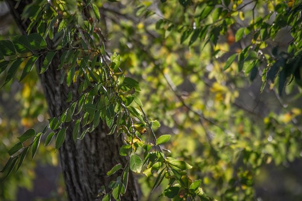 It ain't easy being green, Sunnyridge Farm, Kirriemuir, AB, 2024-10-10