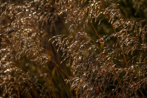 Seedy character, Sunnyridge Farm, Kirriemuir, AB, 2024-10-10