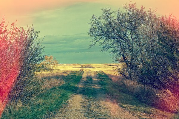 Road to Perdition, Sunnyridge Farm, Kirriemuir, AB, 2024-10-10
