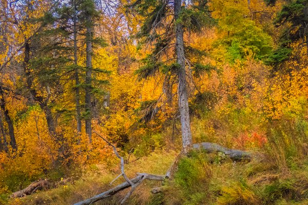 Fall vignette, Ogden to Fish Creek Park, Bow River Float, 2024-10-14