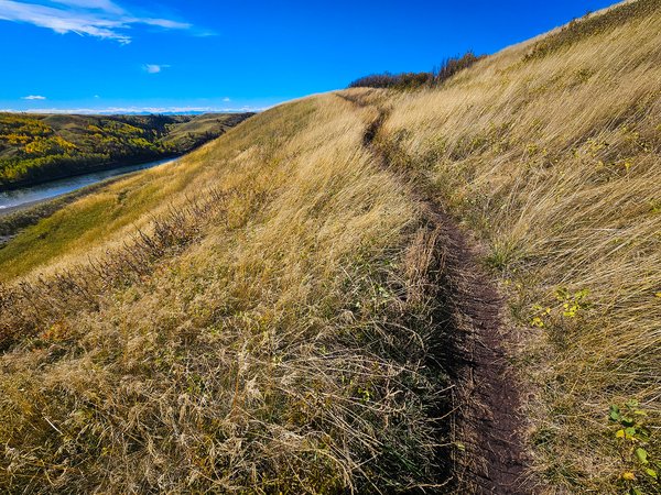 At loggerheads, McKinnon Flats, Foothills County, AB, 2024-19-05