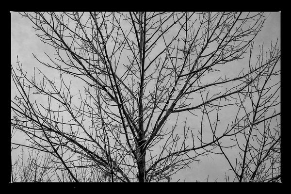 The dead season is back, Thornbriar Green, Strathmore, AB, 2024-10-15