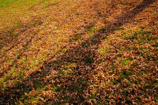 The fallen, Thornbriar Green, Strathmore, AB, 2024-10-16