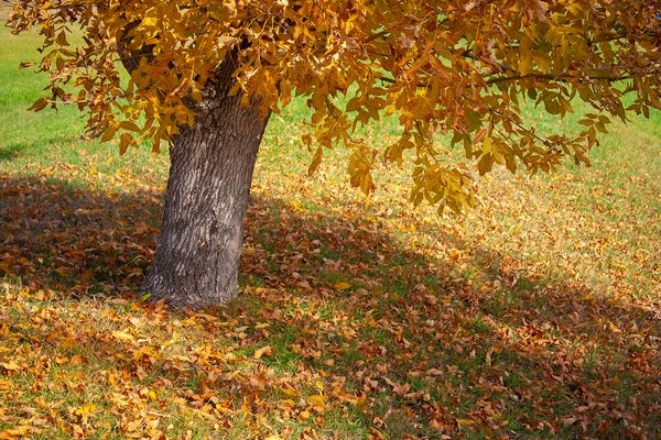 Slipping into something more comfortable, Thornbriar Green, Strathmore, AB, 2024-10-16