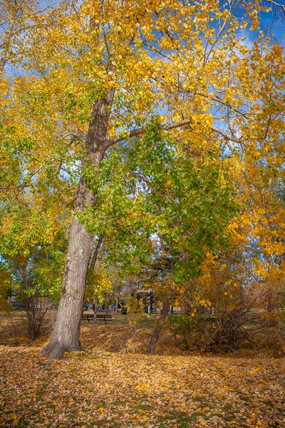 Transitioning, Kinsmen Park, Strathmore, AB, 2024-10-17