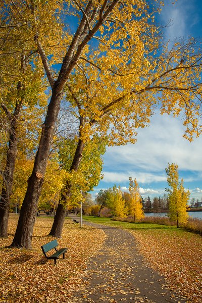 Paved with gold, Kinsmen Park, Strathmore, AB, 2024-10-17