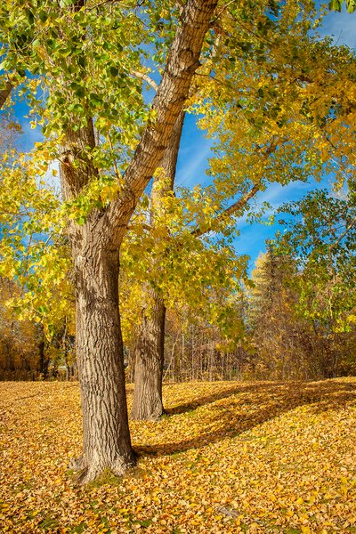 Pair, Kinsmen Park, Strathmore, AB, 2024-10-17