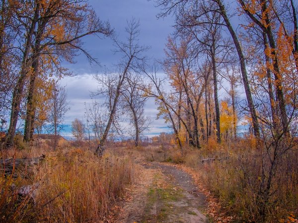 Road less traveled, Wheatland County, AB, 2024-10-19