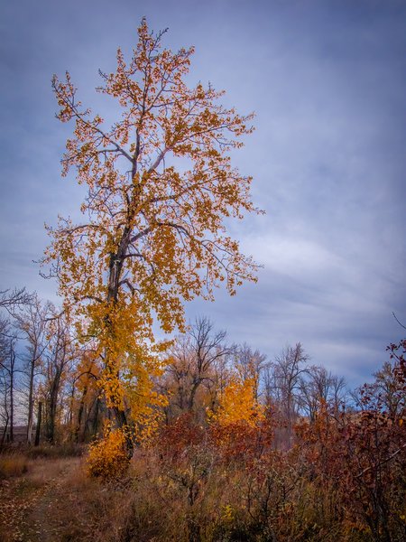 Straggler, Wheatland County, AB, 2024-10-19
