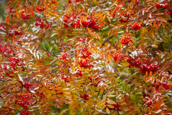 First the red and then the gold, Mountain Ash, My Backyard, Strathmore, AB, 2024-10-21