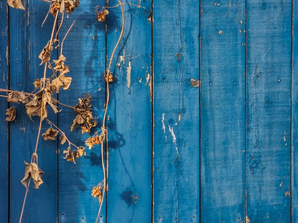 Got the blues, Triptych 02, My Back Alley, Strathmore, AB, 2024-10-22