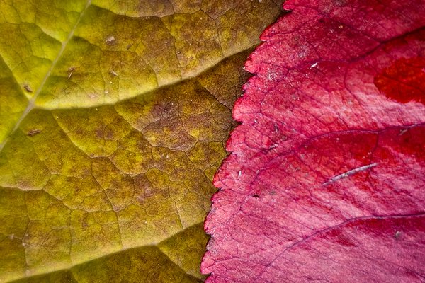 Leaves 01, My Backyard, Strathmore, AB, 2024-10-23