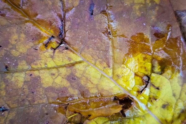 Leaves 02, My Backyard, Strathmore, AB, 2024-10-23