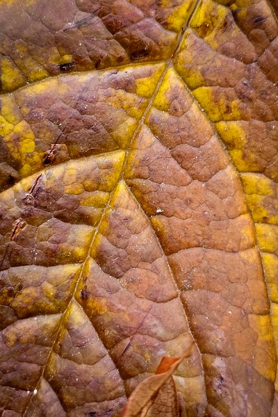 Leaves 03, My Backyard, Strathmore, AB, 2024-10-23
