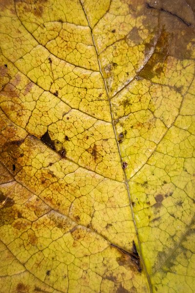 Leaves 04, My Backyard, Strathmore, AB, 2024-10-23