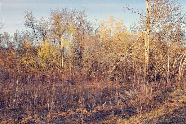 Nothing to see here, Strathmore, AB, 2024-10-30
