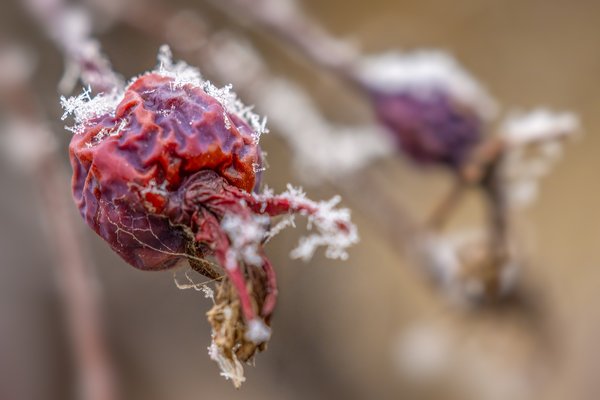 Twig & Berries, My Backyard, Strathmore, AB, 2024-11-01